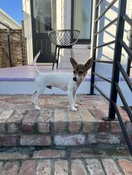 Found/Stray Male Dog last seen Costco, New Orleans, LA 70112