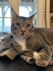 Lost Male Cat last seen Mill Creek Run/Burnette Rd., Suwanee, GA 30024