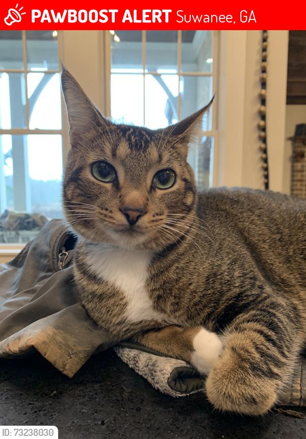 Lost Male Cat last seen Mill Creek Run/Burnette Rd., Suwanee, GA 30024