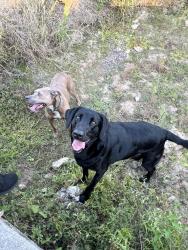 Lost Male Dog last seen Cemetery, New Boston, TX 75570