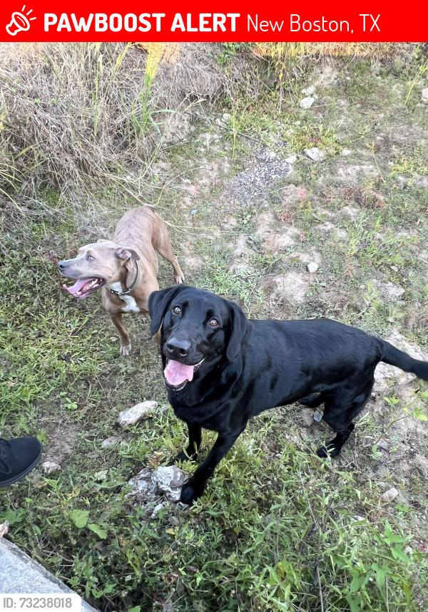 Lost Male Dog last seen Cemetery, New Boston, TX 75570