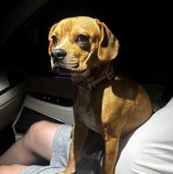 Reunited Male Dog last seen Vawter Corner Road, 1/2 mile from Doctors Road, Louisa County, VA 23093