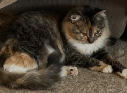 Lost Female Cat last seen Montague Road, Rockford, IL 61102