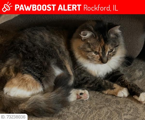 Lost Female Cat last seen Montague Road, Rockford, IL 61102