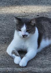 Lost Female Cat last seen Hoffner- between Conway & Hoffner, Orlando, FL 32812