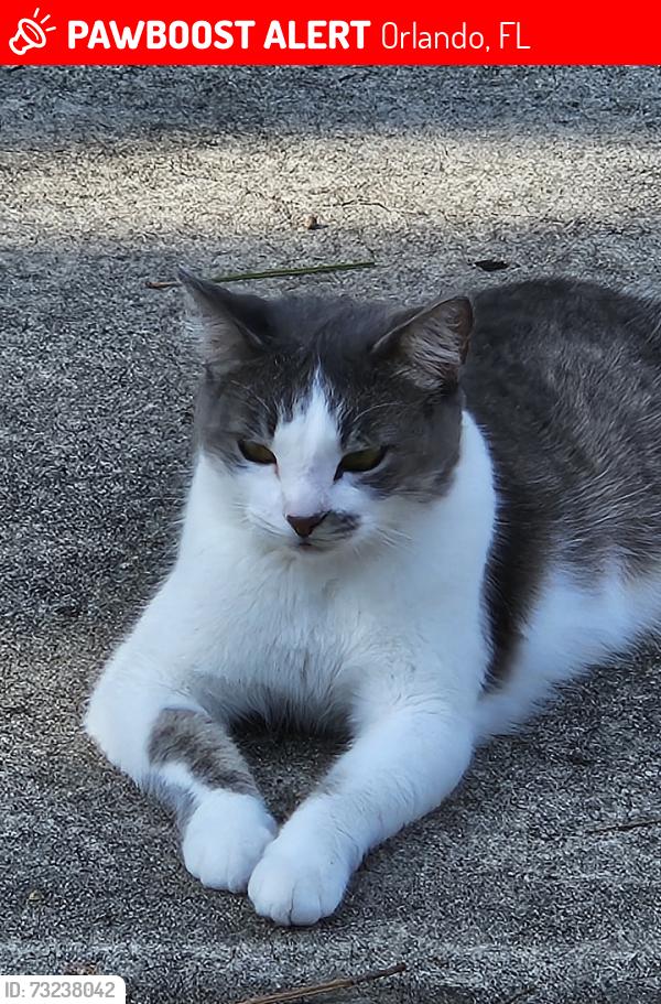 Lost Female Cat last seen Hoffner- between Conway & Hoffner, Orlando, FL 32812