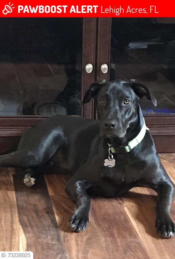 Lost Male Dog last seen 2nd street and Leland heights, Lehigh Acres, FL 33936