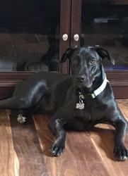 Lost Male Dog last seen 2nd street and Leland heights, Lehigh Acres, FL 33936