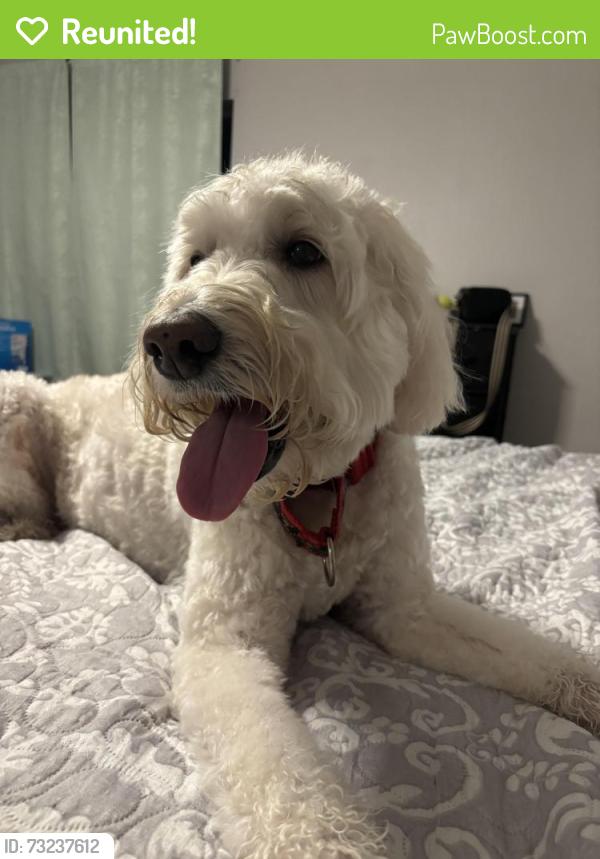 Reunited Male Dog last seen Palaco Grande pkwy and SE 16th PL, Cape Coral, FL 33904