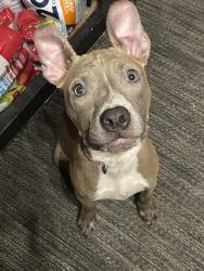 Reunited Female Dog last seen Westpoint, Conroe, TX 77304