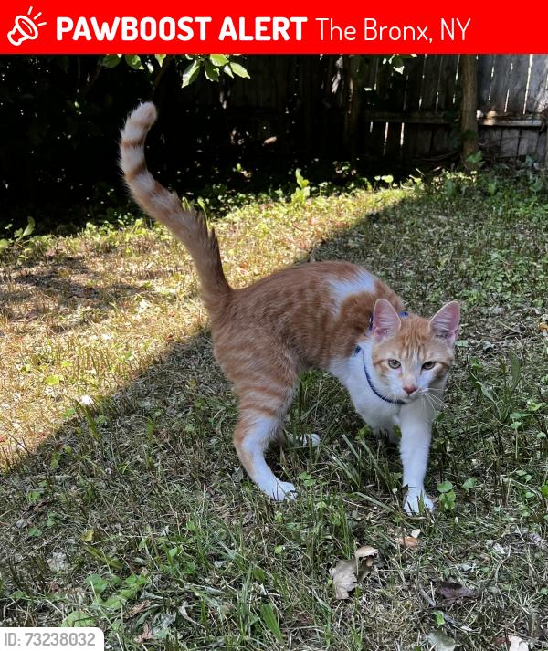 Lost Male Cat last seen brady avenue,Bronxs, The Bronx, NY 10462
