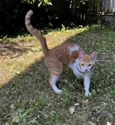 Lost Male Cat last seen brady avenue,Bronxs, The Bronx, NY 10462