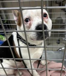 Shelter Stray Male Dog last seen TX, 7201 Levander Loop bldg a, Austin, TX 78702, USA