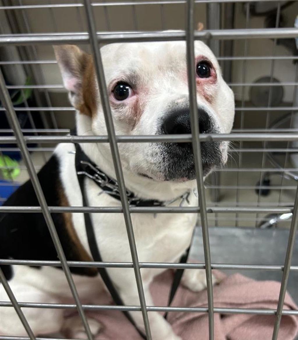 Shelter Stray Male Dog last seen TX, 7201 Levander Loop bldg a, Austin, TX 78702, USA