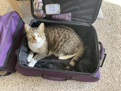 Lost Male Cat last seen Duncan Chapel and Old Buncombe, Greenville, SC 29617