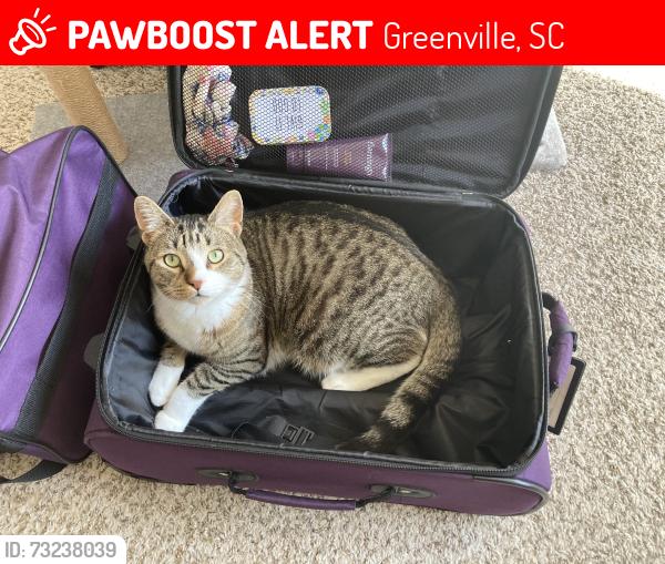 Lost Male Cat last seen Duncan Chapel and Old Buncombe, Greenville, SC 29617