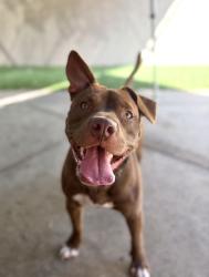Shelter Stray Male Dog last seen Near Rio San Diego Drive, San Diego, CA, 92108, 5500 Gaines St, San Diego, CA 92110, USA
