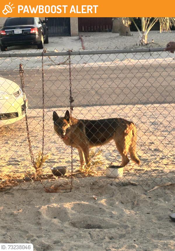 Found/Stray Unknown Dog last seen Via Montana, Desert Hot Springs, CA 92240