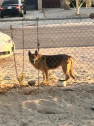 Found/Stray Unknown Dog last seen Via Montana, Desert Hot Springs, CA 92240