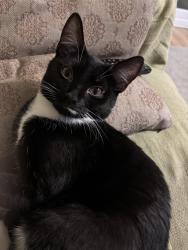 Lost Female Cat last seen Bridgeham Road, Smallfield, England RH6 9QF