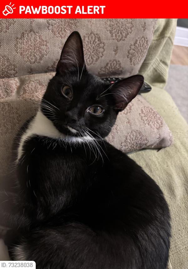 Lost Female Cat last seen Bridgeham Road, Smallfield, England RH6 9QF