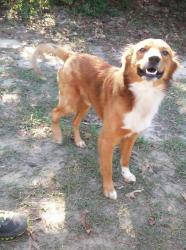 Lost Male Dog last seen Willis Waukegan is sorta nearby, besides that, the whole area is kinda what we’re keeping eye on, Conroe, TX 77303