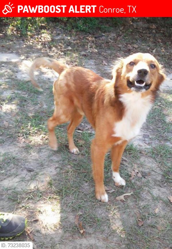 Lost Male Dog last seen Willis Waukegan is sorta nearby, besides that, the whole area is kinda what we’re keeping eye on, Conroe, TX 77303