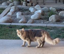 Found/Stray Unknown Cat last seen Glenmere drive, Moreno Valley, CA 92553