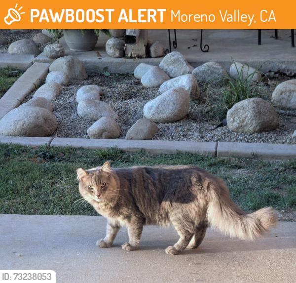 Found/Stray Unknown Cat last seen Glenmere drive, Moreno Valley, CA 92553