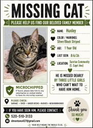 Lost Male Cat last seen Crismon and Broadway, Mesa, AZ 85208