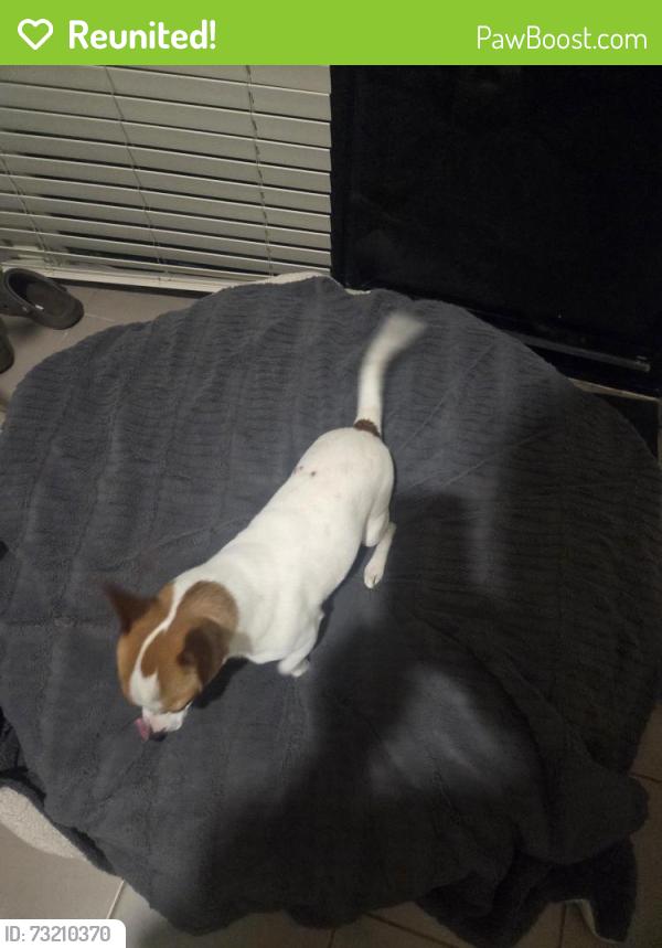 Reunited Male Dog last seen Barbers Drive South Morang, South Morang, VIC 3752