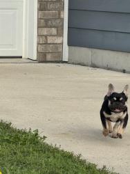 Found/Stray Female Dog last seen Ferndale ln Brownsburg Indiana, Brownsburg, IN 46112