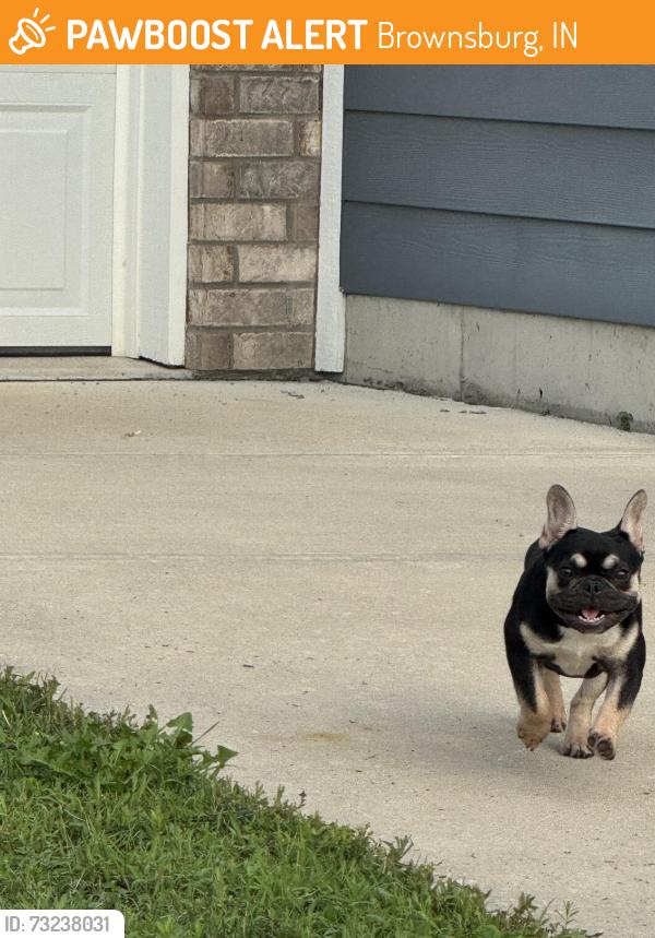 Found/Stray Female Dog last seen Ferndale ln Brownsburg Indiana, Brownsburg, IN 46112