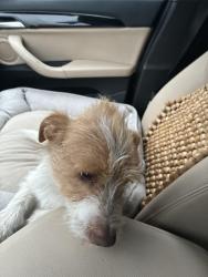 Reunited Male Dog last seen 14th and Market, West Oakland, Oakland, CA 94607