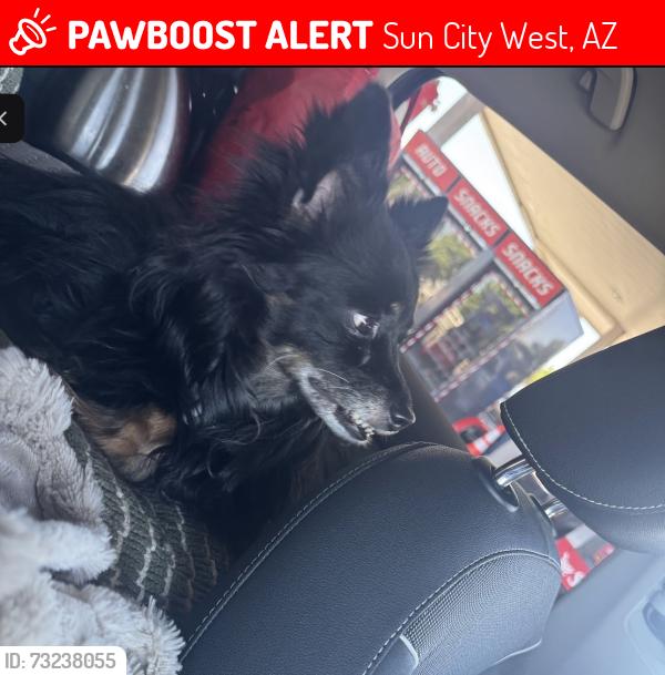 Lost Male Dog last seen Near Aurora, Sun City West, AZ 85375