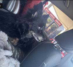 Lost Male Dog last seen Near Aurora, Sun City West, AZ 85375
