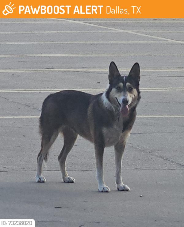 Found/Stray Female Dog last seen Pep Boys 3120 fort worth ave, Dallas, TX 75211