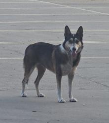 Found/Stray Female Dog last seen Pep Boys 3120 fort worth ave, Dallas, TX 75211