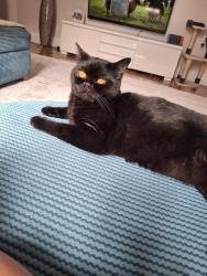 Lost Female Cat last seen Westhoughton, Westhoughton, England 