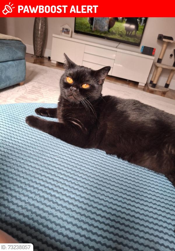Lost Female Cat last seen Westhoughton, Westhoughton, England 