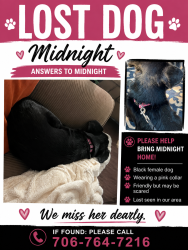 Lost Male Dog last seen Windy Trl and probasco street, LaFayette, GA 30728