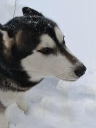 Reunited Male Dog last seen Behind country kettle, East Stroudsburg, PA 18301