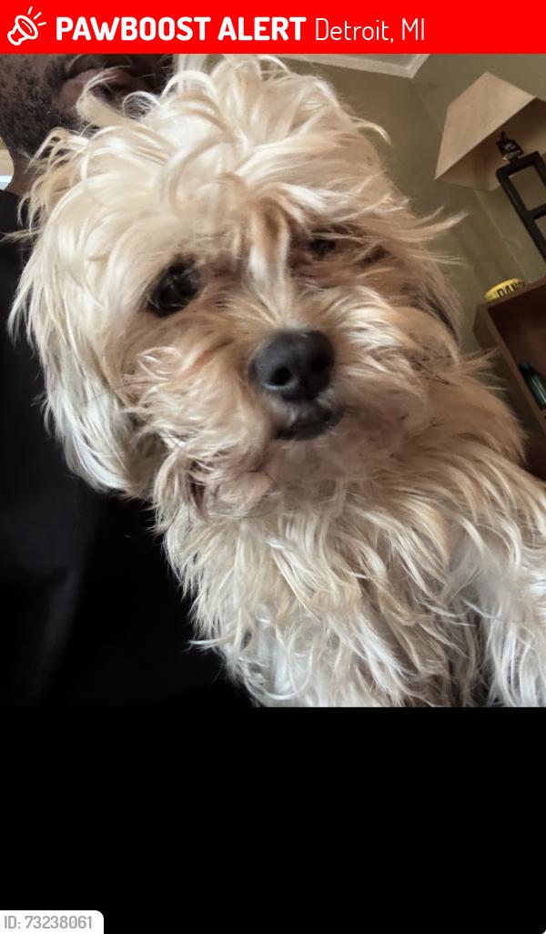 Lost Female Dog last seen Warren, Detroit, MI 48210