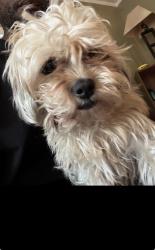 Lost Female Dog last seen Warren, Detroit, MI 48210