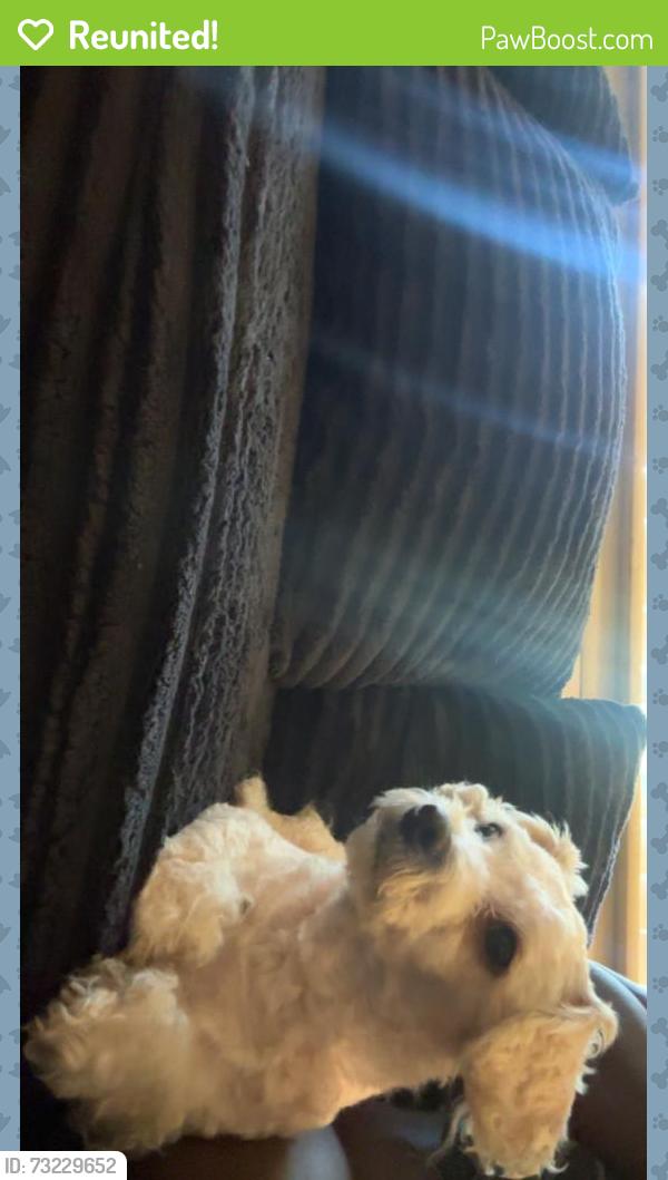Reunited Male Dog last seen Drawbridge apmts on Union lake rd, Harrison Township, MI 48045