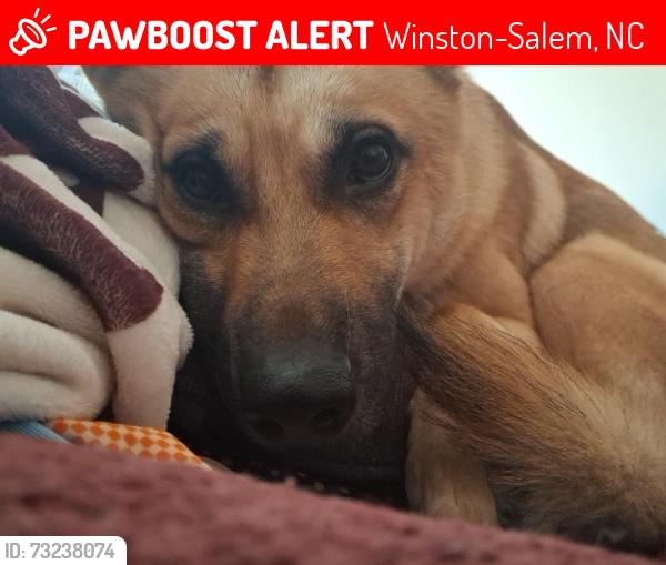 Lost Male Dog last seen Thurmond st and university st, Winston-Salem, NC 27105