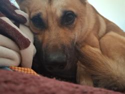 Lost Male Dog last seen Thurmond st and university st, Winston-Salem, NC 27105