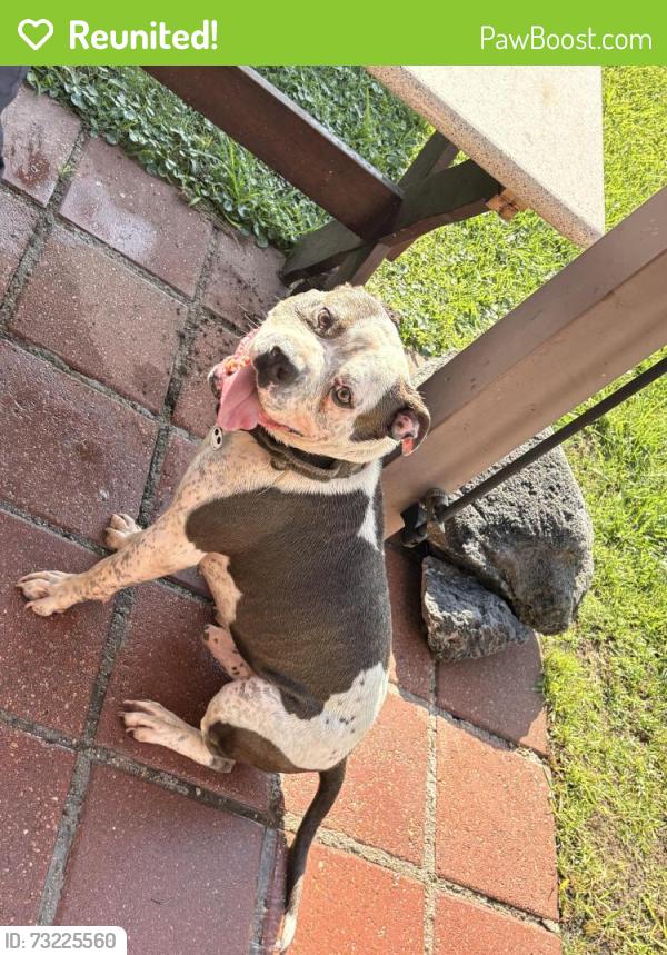 Reunited Male Dog last seen veterans memorial, Houston, TX 77038