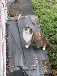 Reunited Female Cat last seen Near boylston st dalton ga, Dalton, GA 30720