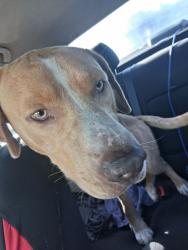 Found/Stray Male Dog last seen Near E memorial blvd lakeland Florida, Lakeland, FL 33801